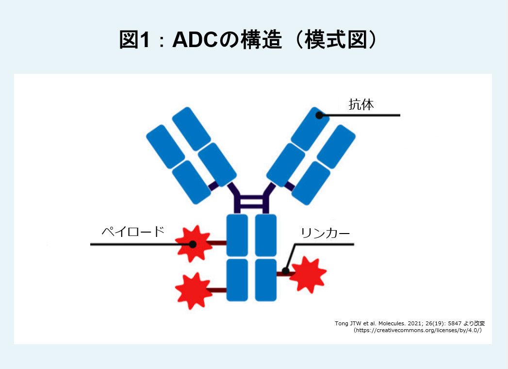 ADCの構造